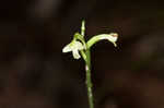 Small green wood orchid